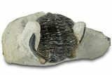 Curled Hollardops Trilobite - Orange Eye Preservation #311256-1